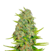 AK-47 Seeds
