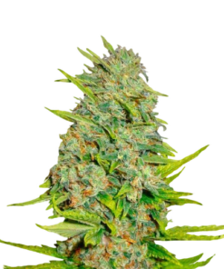 AK-47 Seeds