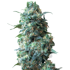 Afghan Seeds