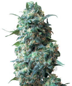 Afghan Seeds