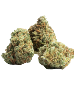 Amnesia Haze Strain