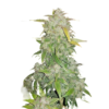Amnesia Haze AutoFlowering