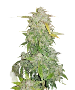 Amnesia Haze AutoFlowering