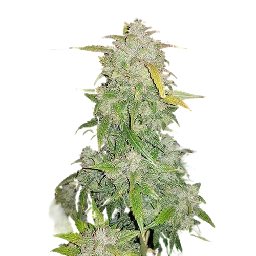 Amnesia Haze AutoFlowering
