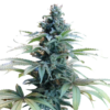 Blue Cheese Seeds