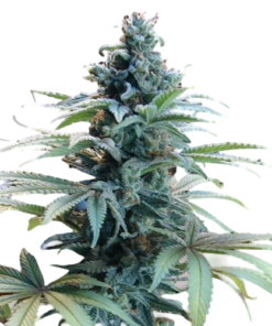 Blue Cheese Seeds