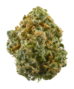 Blue Dream Strain