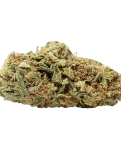 Bubble Gum