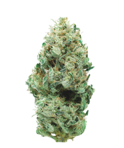 Cannatonic