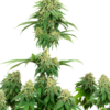 Girl Scout Cookies Seeds