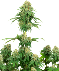 Girl Scout Cookies Seeds