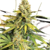 Gorilla Glue Seeds