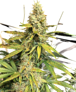 Gorilla Glue Seeds