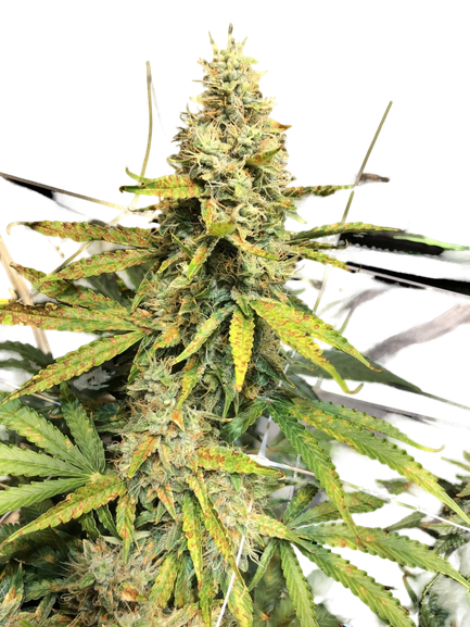 Gorilla Glue Seeds