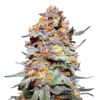 Grand Daddy Purple Seed