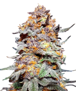 Grand Daddy Purple Seed