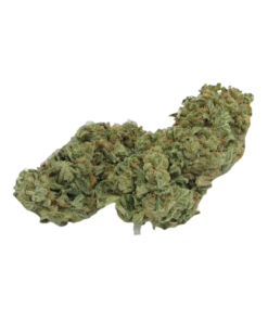 Hash Plant Strain