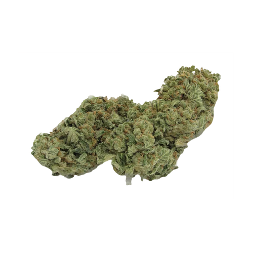 Hash Plant Strain