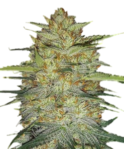 OG Kush (AutoFlowering)