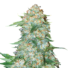 OG Kush Seeds