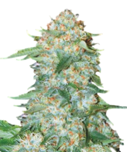 OG Kush Seeds