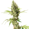 Sour Diesel AutoFlower