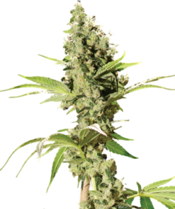 Sour Diesel AutoFlower