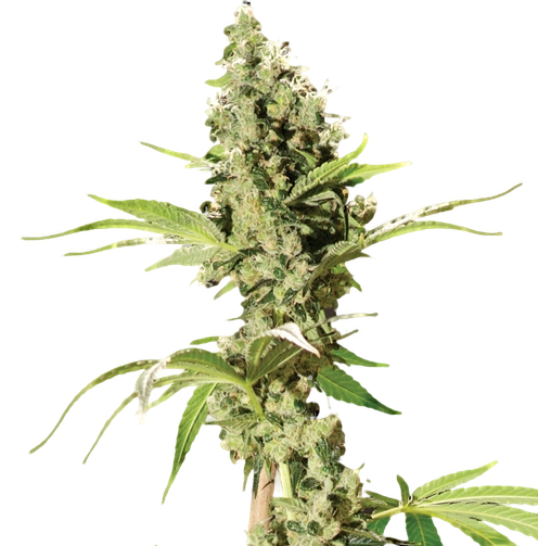 Sour Diesel AutoFlower