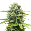 White Widow AutoFlower