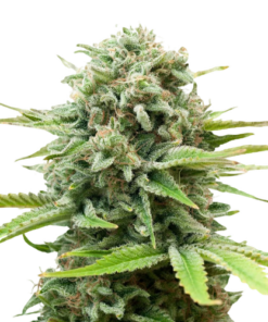 White Widow AutoFlower