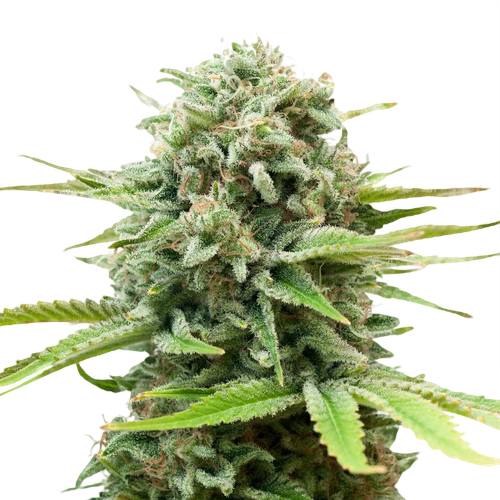 White Widow AutoFlower