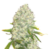 White Widow Seeds