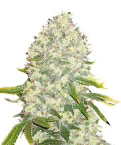 White Widow Seeds