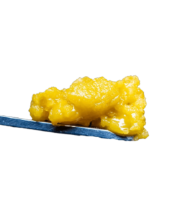 Sputnik Live Budder