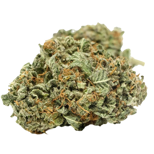 Black Domina
