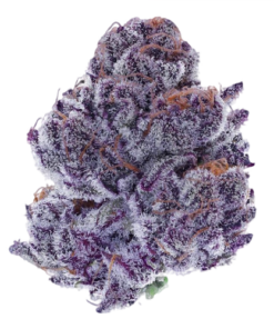 Purple Punch Strain